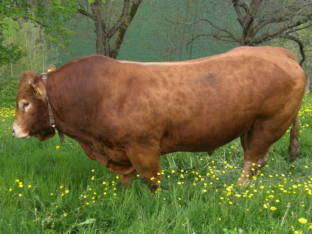 Zuchtstier Canneton RJ